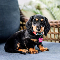 Thumbnail for ID Tag Paw Brass Two-Tone Painted  - Pink Small