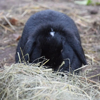 Witte Molen Puur Timothy Hay 500g[Weight - 500g]