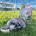 Witte Molen Puur Rabbit[Weight - 2Kg]