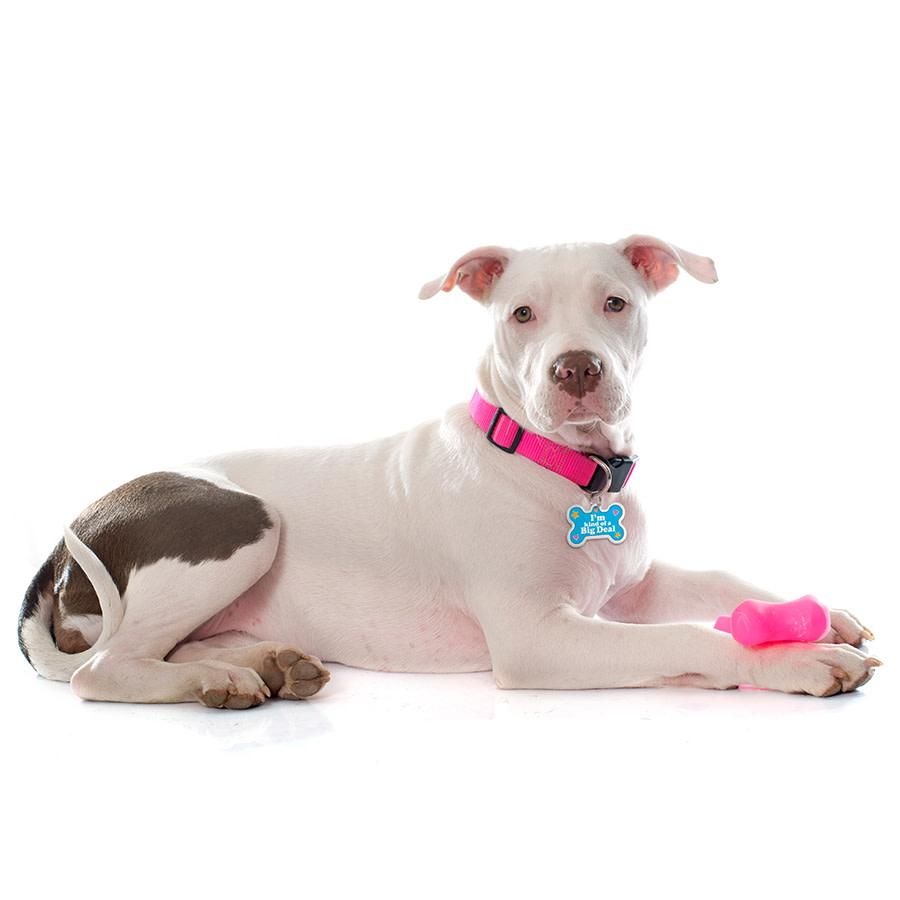 ID Tag Bone Large Raised Edge I'm Kind of a Big Deal  - Large