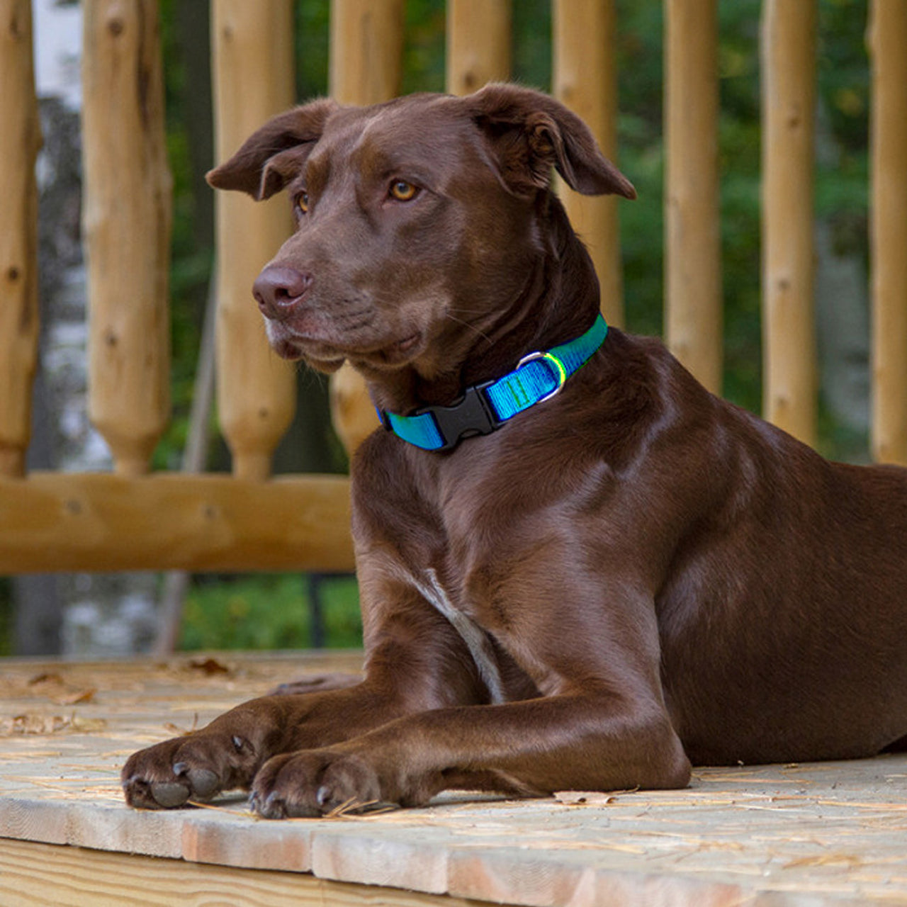 BASICS Adjustable Collar AQUA 3/4″ FOR MEDIUM DOGS - 15"-25"