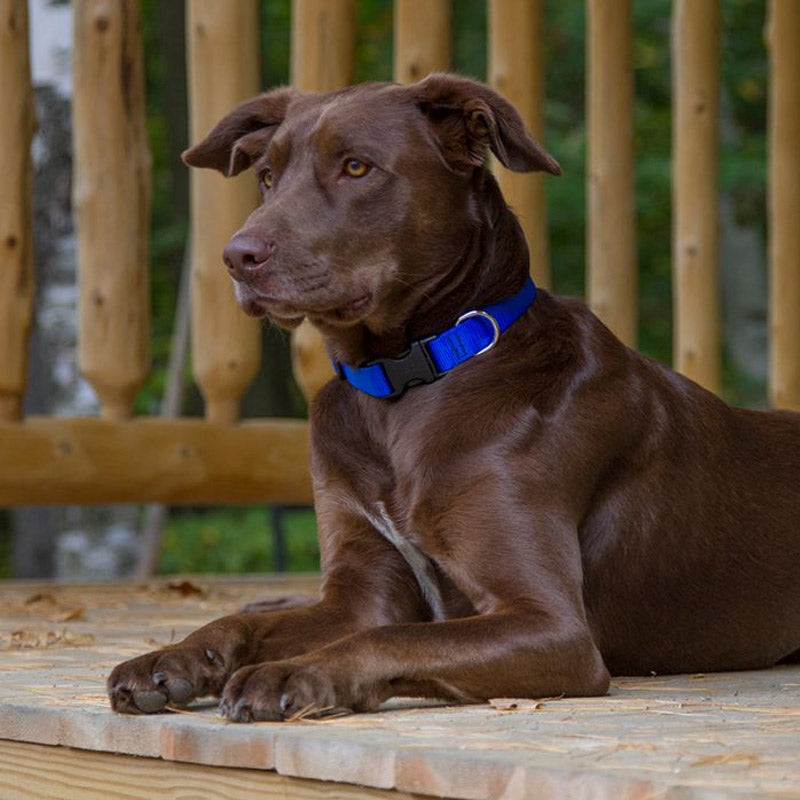 BASICS Adjustable Collar BLUE 1″ FOR LARGE DOGS - 16"-28"