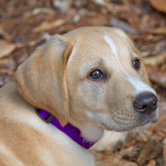 BASICS Adjustable Collar PURPLE 1″ FOR BIG DOGS - 16"-28"