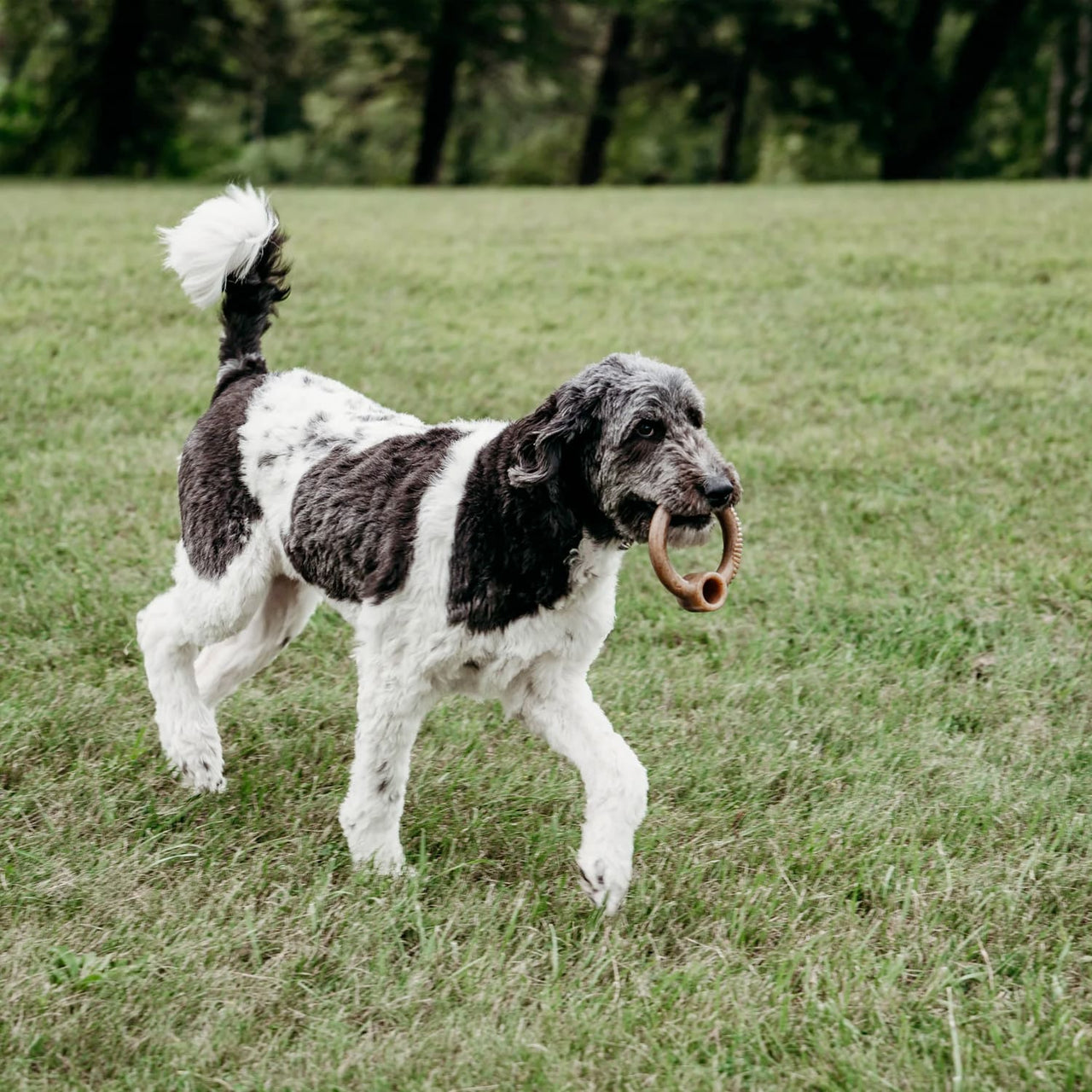 Benebone RING Dog Toy – Bacon - Large