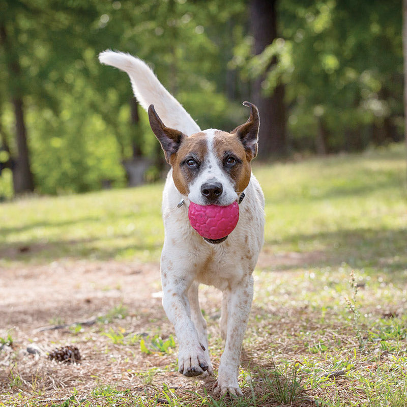 Westpaw Design – Boz Dog Ball - large - peacock