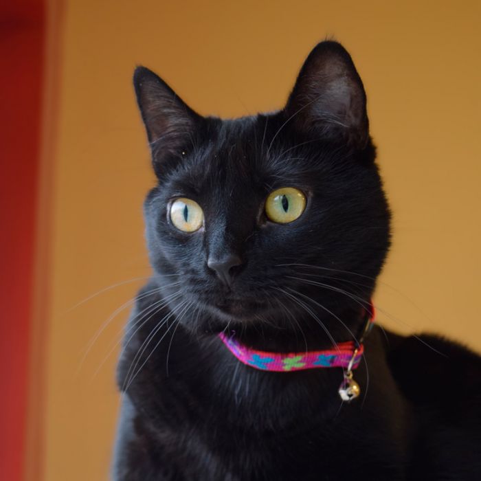 WINGIT Cat collar Originals - With Bell