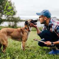 DOCO Signature Nylon Collar (DCSN002)[Color - Grey, Size - XL]