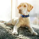 DOCO Signature O - Ring Collar[Color - Pink, Size - XS]