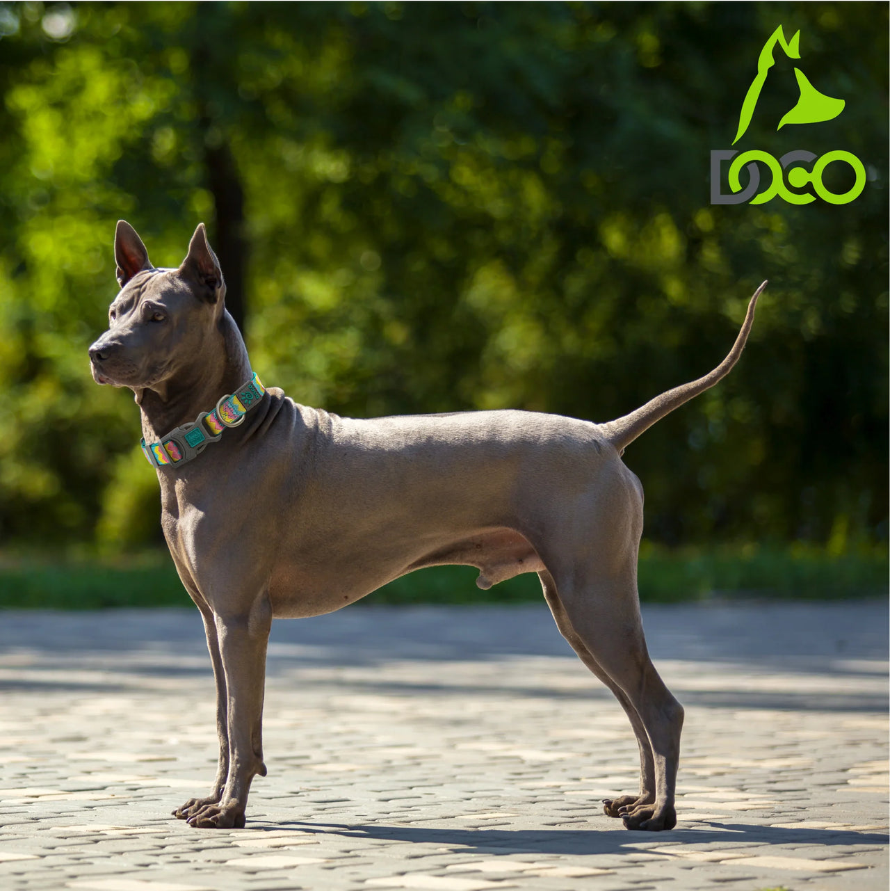 DOCO® Jacquard Weave Collar-2.5 x 45-68cm D4