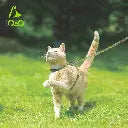 DOCO® LOCO Cat Harness + Leash 6ft [Neck1x19-27cm; Chest1x28.5-46cm] O2