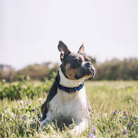 DOCO® Martini Bean Collar (DCS008)[Size - M, Color - Lemon]