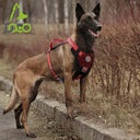 DOCO® VARIO Chest Plate Harness w/Neoprene (DCV206)[Color - Grey, Size - S]