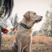 DOCO® VERTEX Reflective Ultralight Mesh Collar For Dogs-2.0 x 35-45cm-Canyon