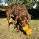 Duvo+ Feeding Griplay Hourglass Yellow - Dog Toy 12x8.6x8.6cm