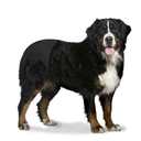 Duvo+ Dog Pants XXL 60-70cm