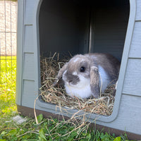 Duvo+ Herbal Hay Dandelion 500g