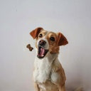 Duvo+ Soft Snack Chicken 100g