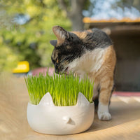 Thumbnail for Erba Piu Week Soil and Seeds Kit for Cat Grass