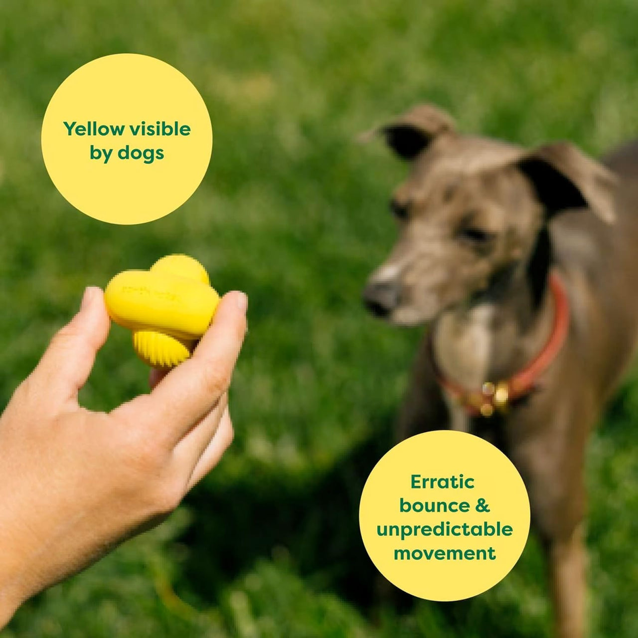 Fetch Small Earth Rated Fetch Toy - small – VetForest.com