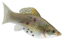 Horizone Hales Anchorworm 10 Capsule