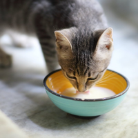 Howbone Goat's Milk Formulated Powder For Cats 300g