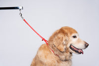 Jelly Pet Grooming Loop Heavy Duty 1/2