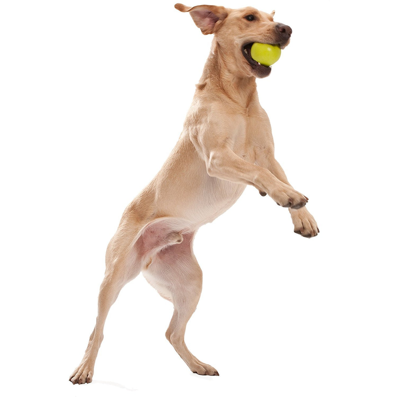 Westpaw Design Jive Dog Ball - granny-smith - X Small