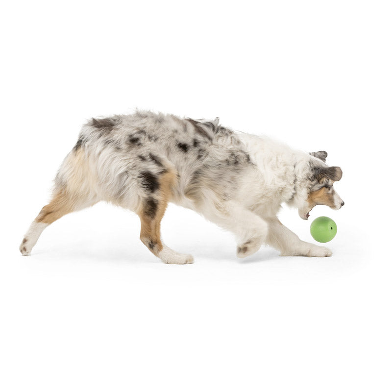 Rando Dog Toy - green