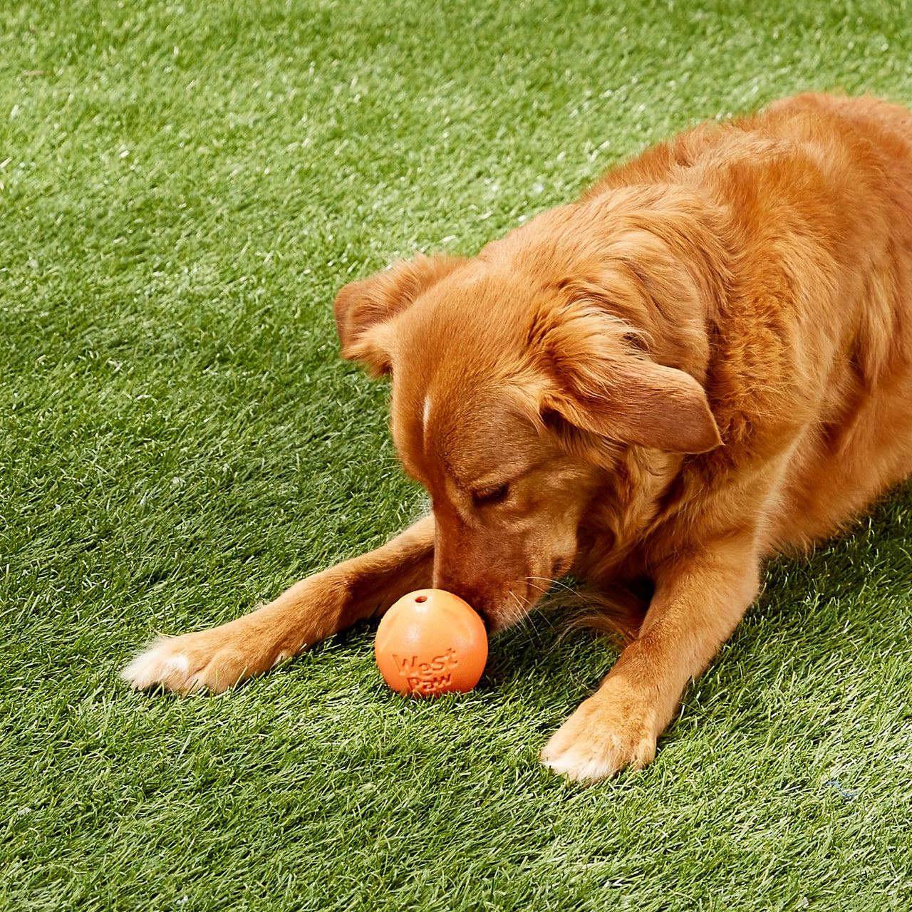 Rando Dog Toy - green