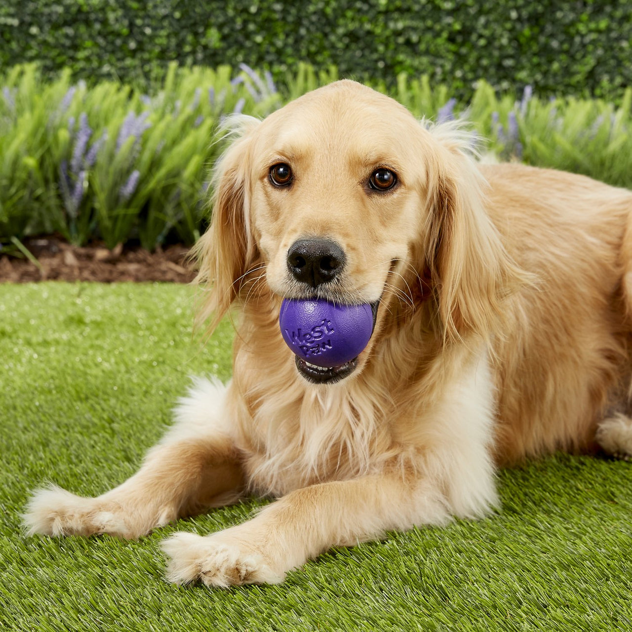 Rando Dog Toy - green