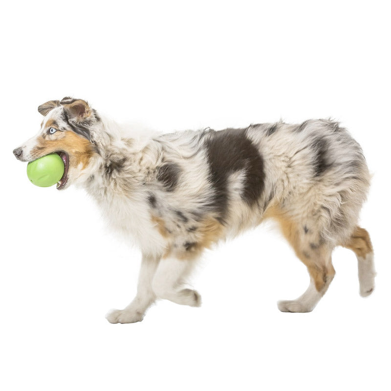 Rando Dog Toy - small - green