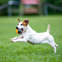 Thumbnail for SKIPDAWG Squeaky Dog Tennis Balls (Pack of 4)