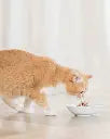 Schesir Cat Pouch-Wet Food Tuna- (Min Order 50g - 30pcs)[Weight - 50g]