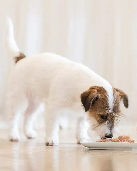 Schesir Dog Wet Food Can-Chicken Natural Style-(Min Order 85g- 14pcs)[Weight - 85g]