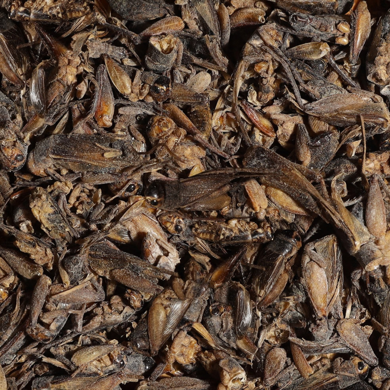Sera Bearded Dragon Cricket Snack-250ml