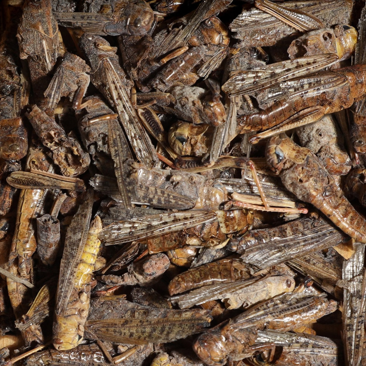Sera Bearded Dragon Grasshopper Snack-250ml
