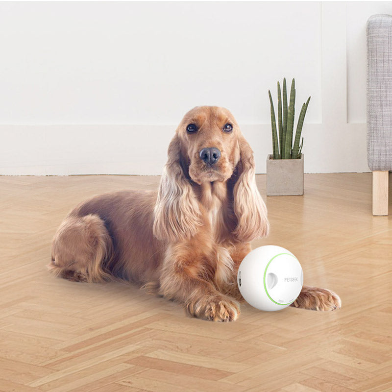 Foodie Orb – Automatic Rolling Treat Ball