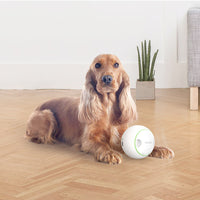 Thumbnail for Foodie Orb – Automatic Rolling Treat Ball