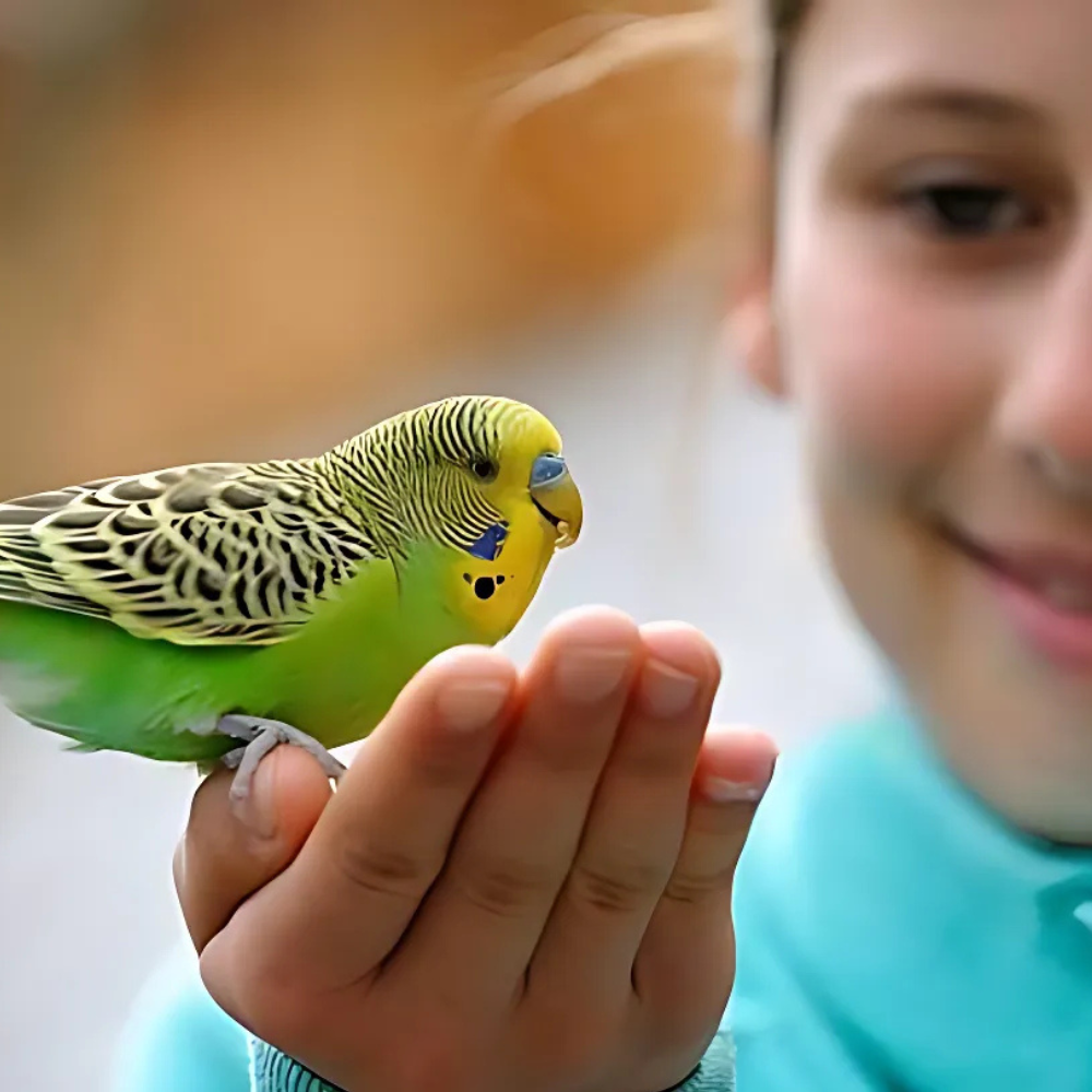 Volo Seedy Budgie Mix With Vitamin 700g