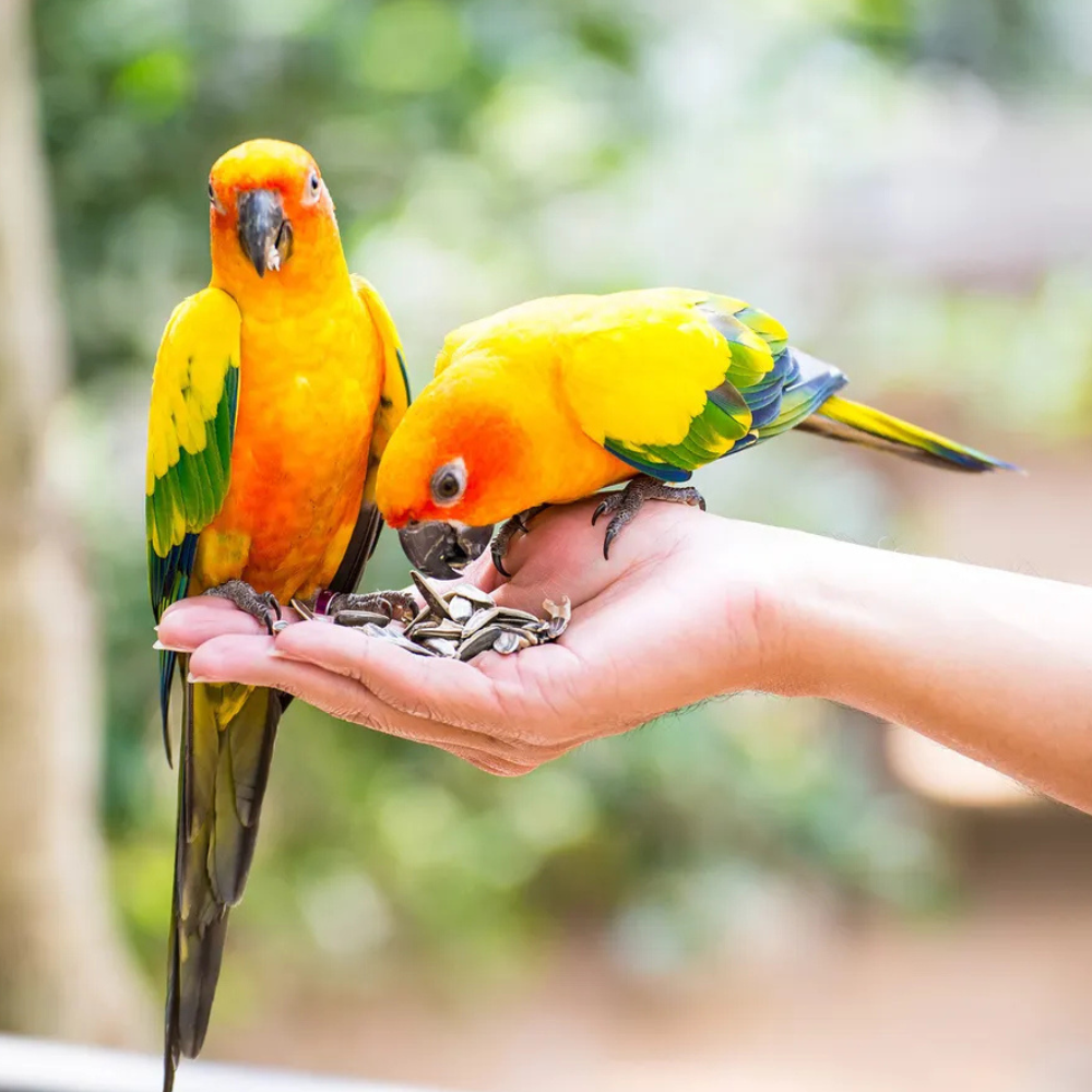 Volo Seedy Parakeet Mix  520g