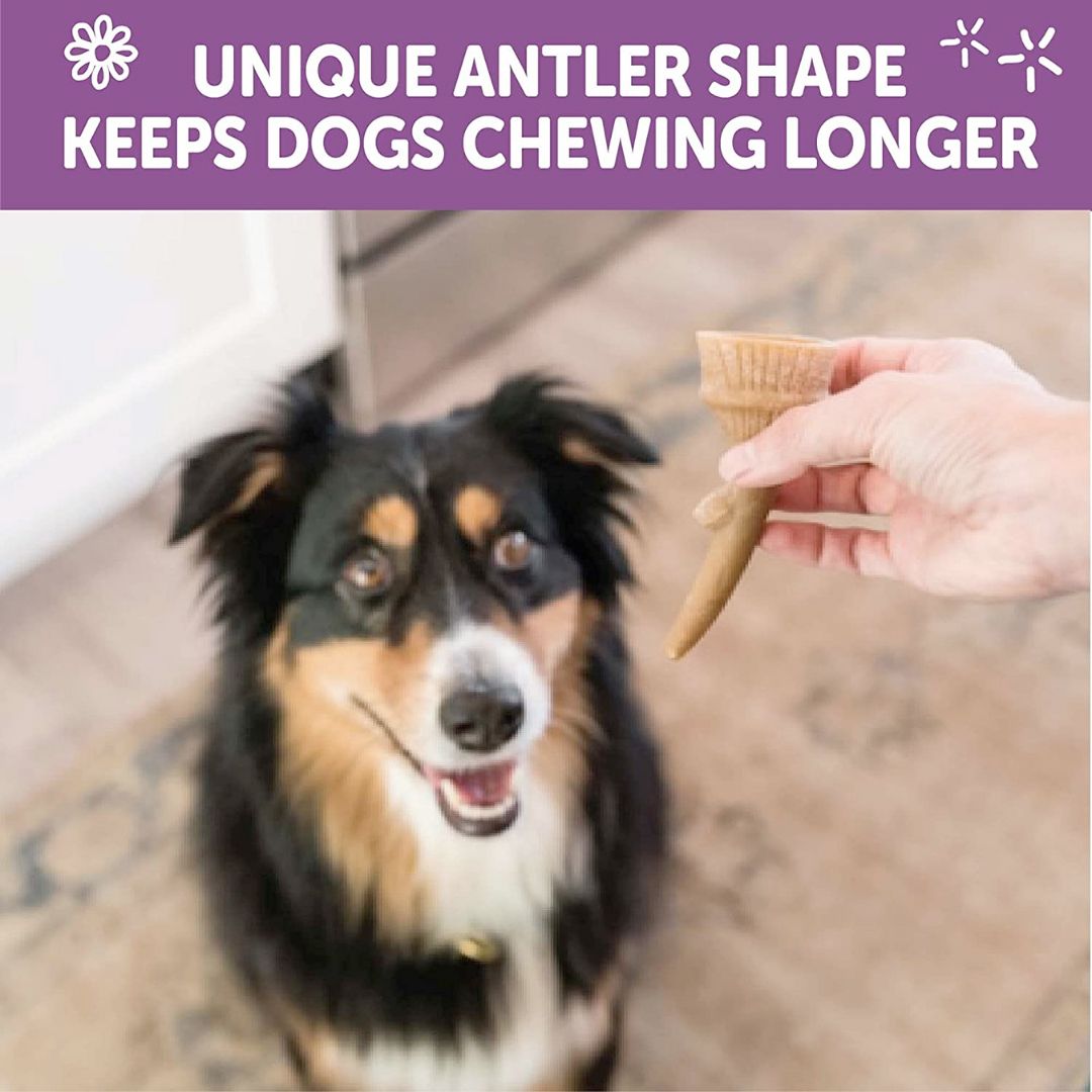 WHIMZEES Occupy Antler Natural Dental Chews for Dogs – Medium (12pc)