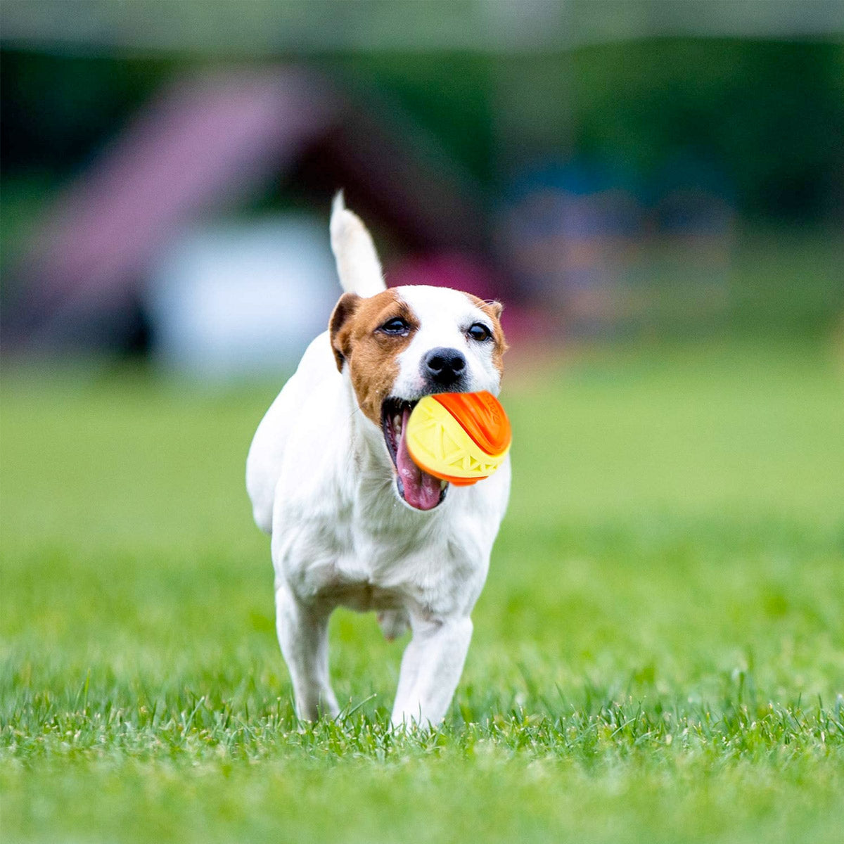 SKIPDAWG X-Foam Ball for Dogs (Medium)