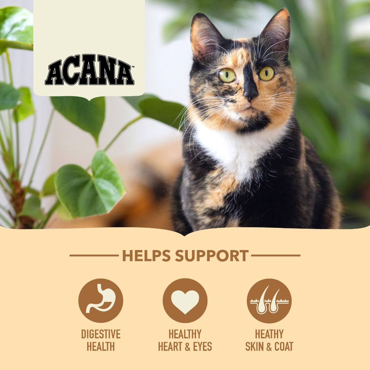 Acana Homestead Harvest Free-Run Chicken & Turkey Adult Dry Cat Food - 1.8kg