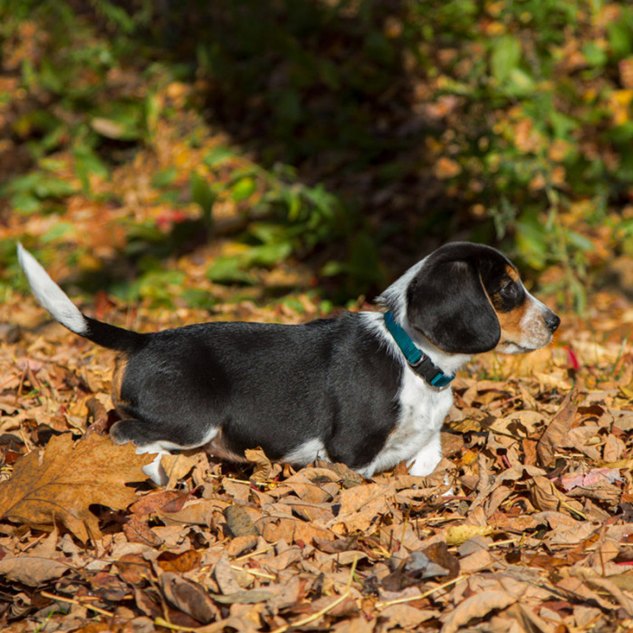 BASICS Adjustable Collar AQUA 1/2″ FOR SMALL DOGS - 6"-9"