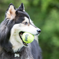 Thumbnail for Kong SqueakAir Ball w/ Rope Dog Toy - Medium