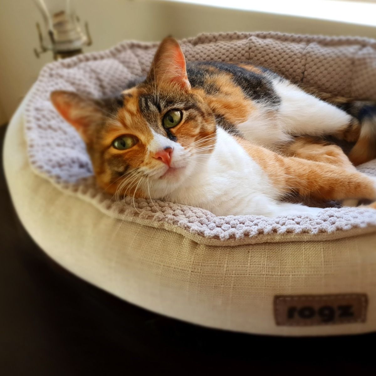 Rogz Athen Oval Cat Bed - PETROL Medium