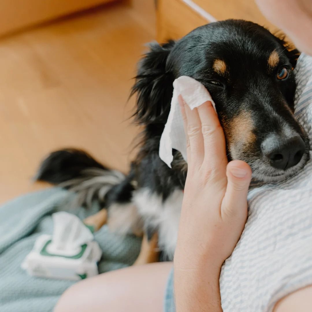 Beco Dog Eye Wipes Cleans Tear Stains & Discharge 70 Unscented Wipes 15 x 12cm -