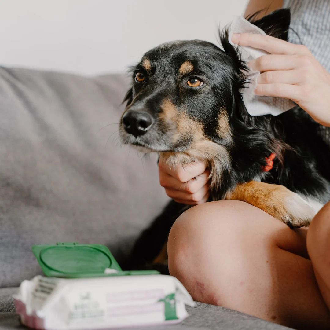 Beco Dog Ear Wipes 70 Coconut Scented Wipes 15 x 12cm -