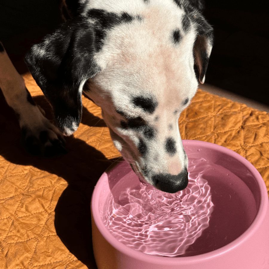 Beco Steady Food & Water Dog Bowl - Blue Small