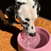 Thumbnail for Beco Steady Food & Water Dog Bowl - Blue Small